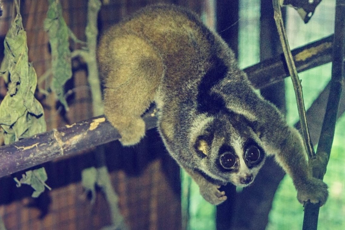 Establishment of the first rescue centre in Sumatra specializing in slow lorises