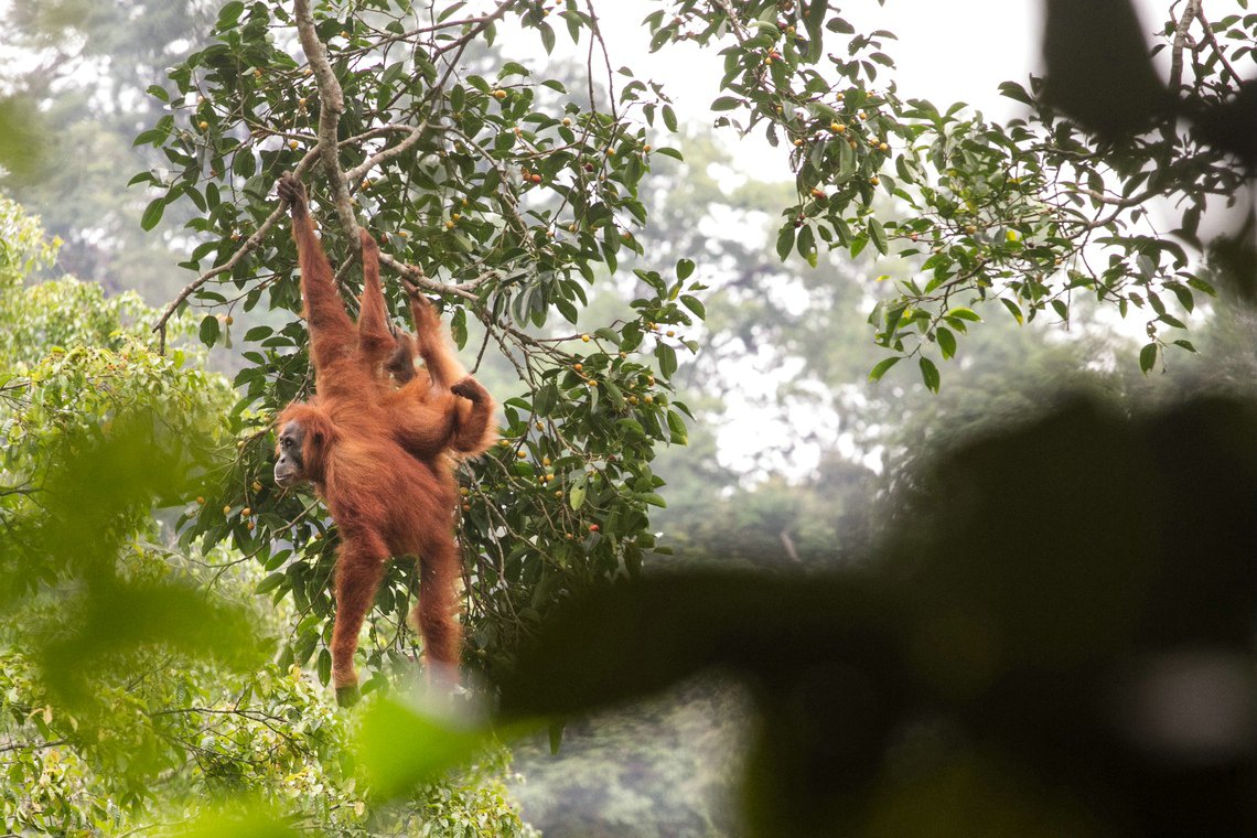 A female Sumatran orangutan hangs from a tree branch with her baby clinging to her belly.