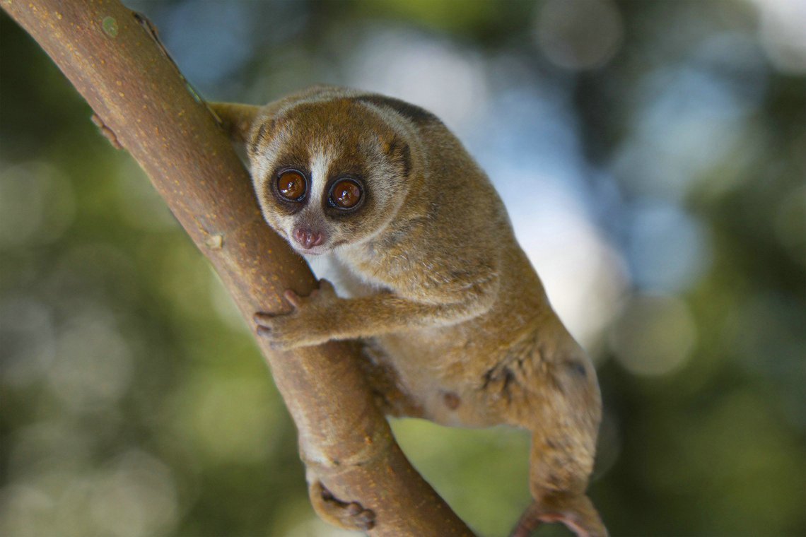 A slow loris, a small nocturnal primate with large round eyes, clinging to a branch in the forest.